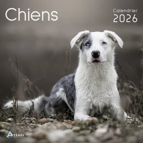 Calendrier chiens Edition 2026