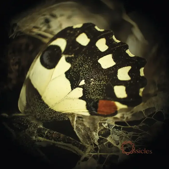 Ossicles – Music For Wastelands (2 LP)